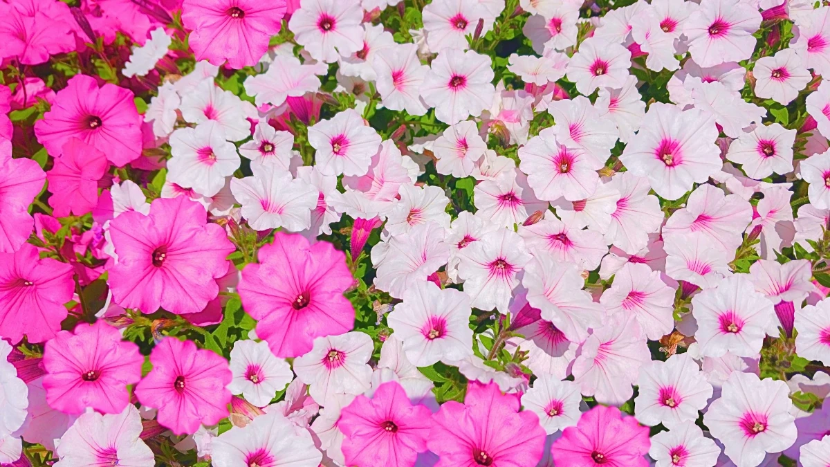 スーパーチュニア